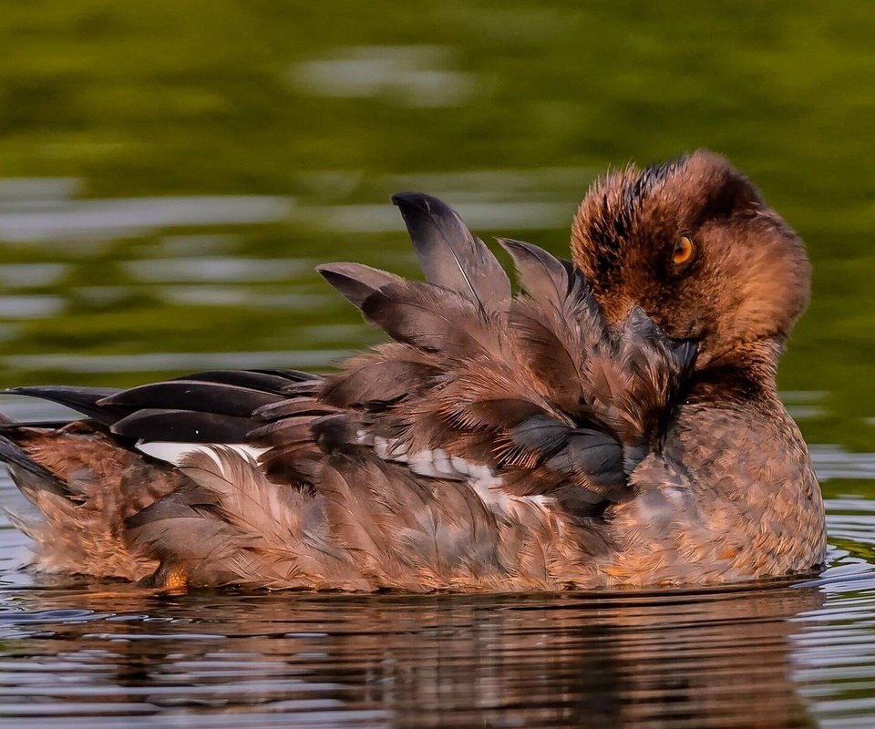 Обои вода, птица, перья, утка, water, bird, feathers, duck разрешение 1920x1200 Загрузить