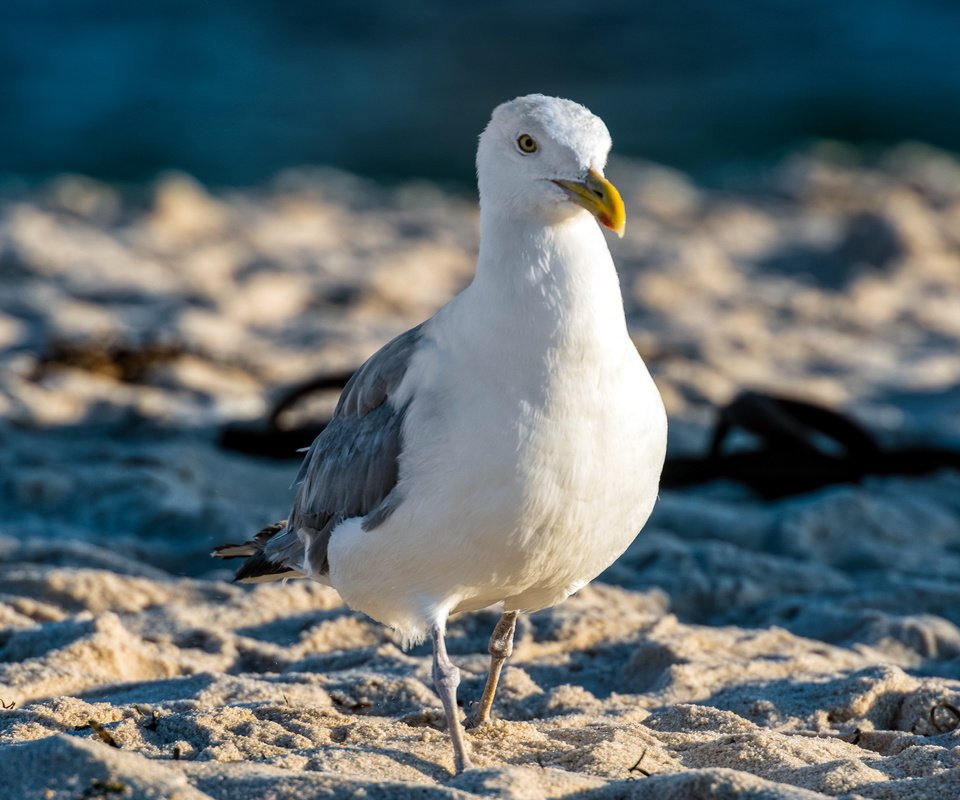 Обои природа, песок, чайка, птицы, nature, sand, seagull, birds разрешение 2560x1600 Загрузить
