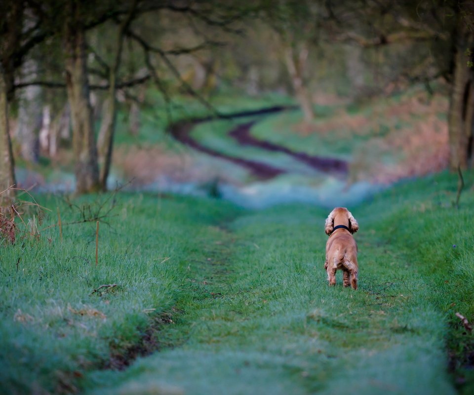 Обои дорога, трава, деревья, собака, кокер-спаниель, road, grass, trees, dog, cocker spaniel разрешение 2560x1600 Загрузить