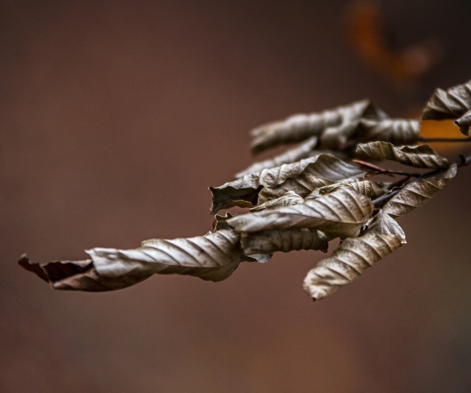 Обои ветка, природа, листья, макро, осень, сухие, branch, nature, leaves, macro, autumn, dry разрешение 2592x1728 Загрузить