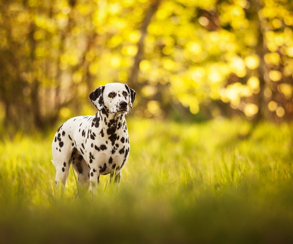 Обои трава, природа, собака, далматин, долматинец, долматин, grass, nature, dog, dalmatian, dolmatinets, dalmatin разрешение 1920x1200 Загрузить