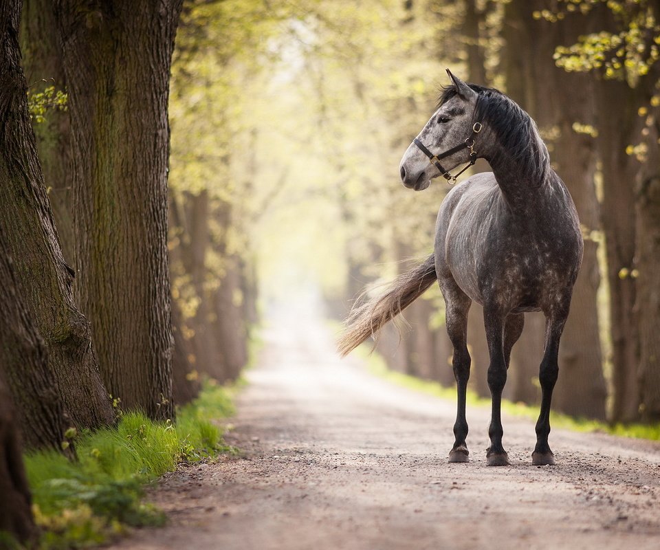 Обои дорога, лошадь, деревья, стволы, конь, аллея, road, horse, trees, trunks, alley разрешение 1920x1200 Загрузить