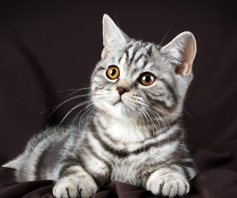 Обои фон, мордочка, кошка, взгляд, котенок, лапки, американская короткошёрстная кошка, background, muzzle, cat, look, kitty, legs разрешение 2560x1600 Загрузить