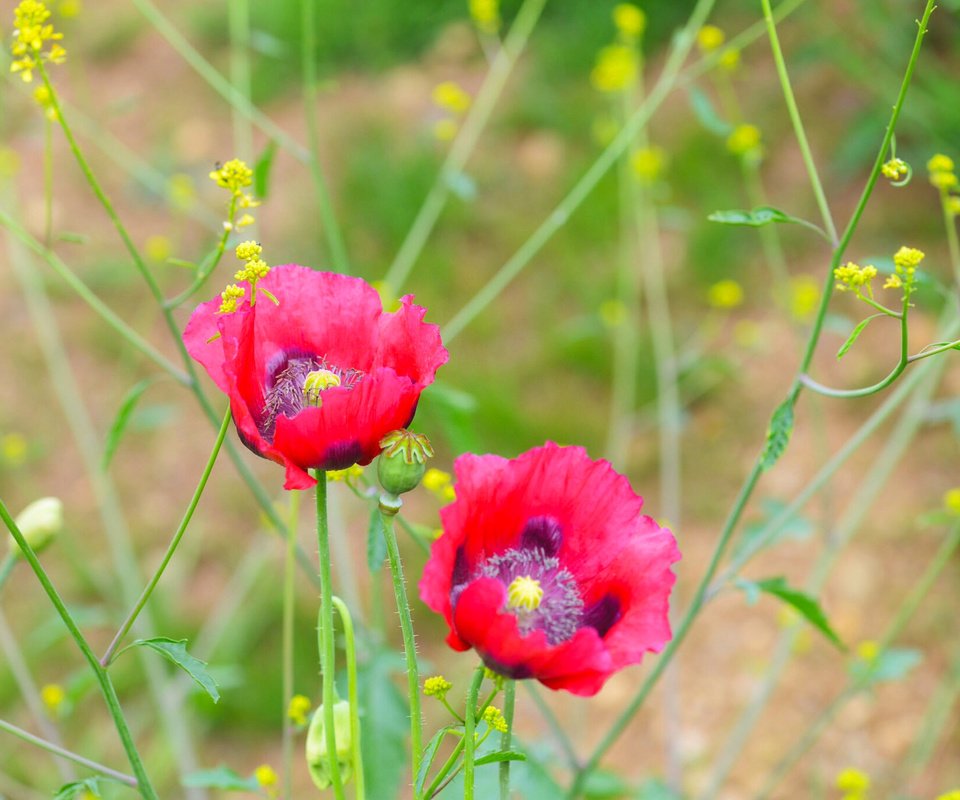 Обои цветы, природа, маки, луг, flowers, nature, maki, meadow разрешение 2048x1366 Загрузить