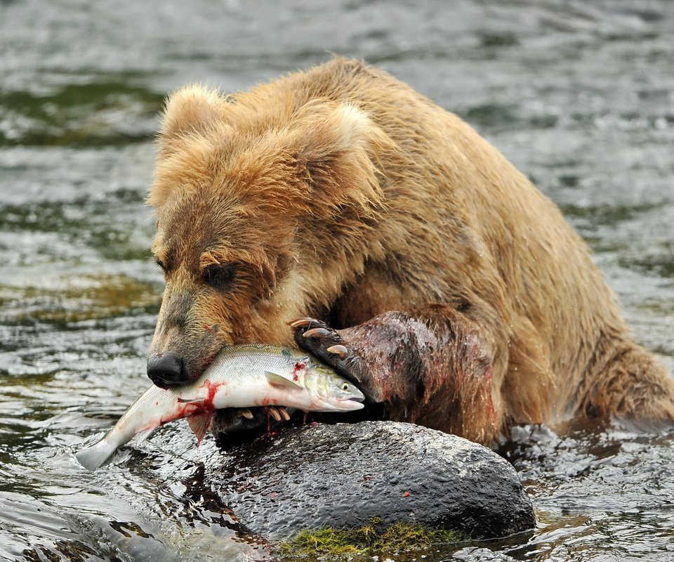 Обои река, медведь, камень, рыба, бурый медведь, в воде, river, bear, stone, fish, brown bear, in the water разрешение 2560x1600 Загрузить