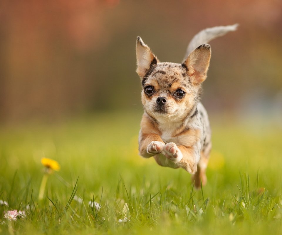 Обои поле, собака, бег, чихуахуа, field, dog, running, chihuahua разрешение 1920x1200 Загрузить