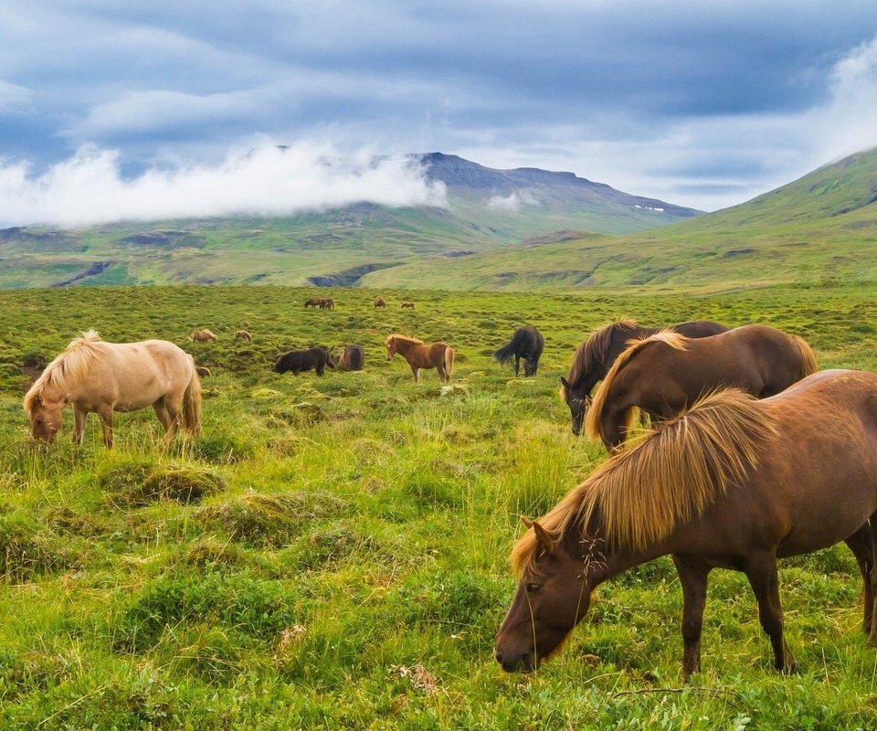 Обои горы, луг, лошади, кони, исландия, исландские лошади, mountains, meadow, horse, horses, iceland, icelandic horses разрешение 1920x1279 Загрузить