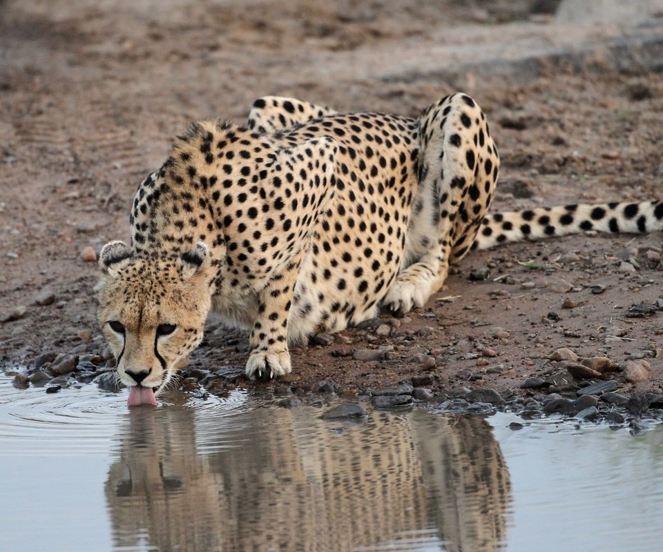 Обои камни, водоем, хищник, гепард, водопой, stones, pond, predator, cheetah, drink разрешение 3438x2056 Загрузить