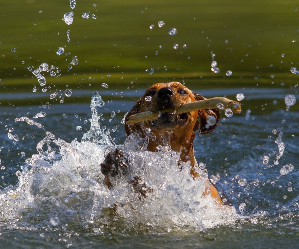 Обои морда, пасть, вода, собака, водоем, брызги, движение, игра, палка, face, mouth, water, dog, pond, squirt, movement, the game, stick разрешение 2800x1800 Загрузить