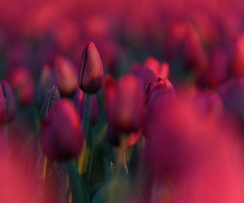 Обои цветы, природа, красные, весна, тюльпаны, flowers, nature, red, spring, tulips разрешение 1920x1200 Загрузить