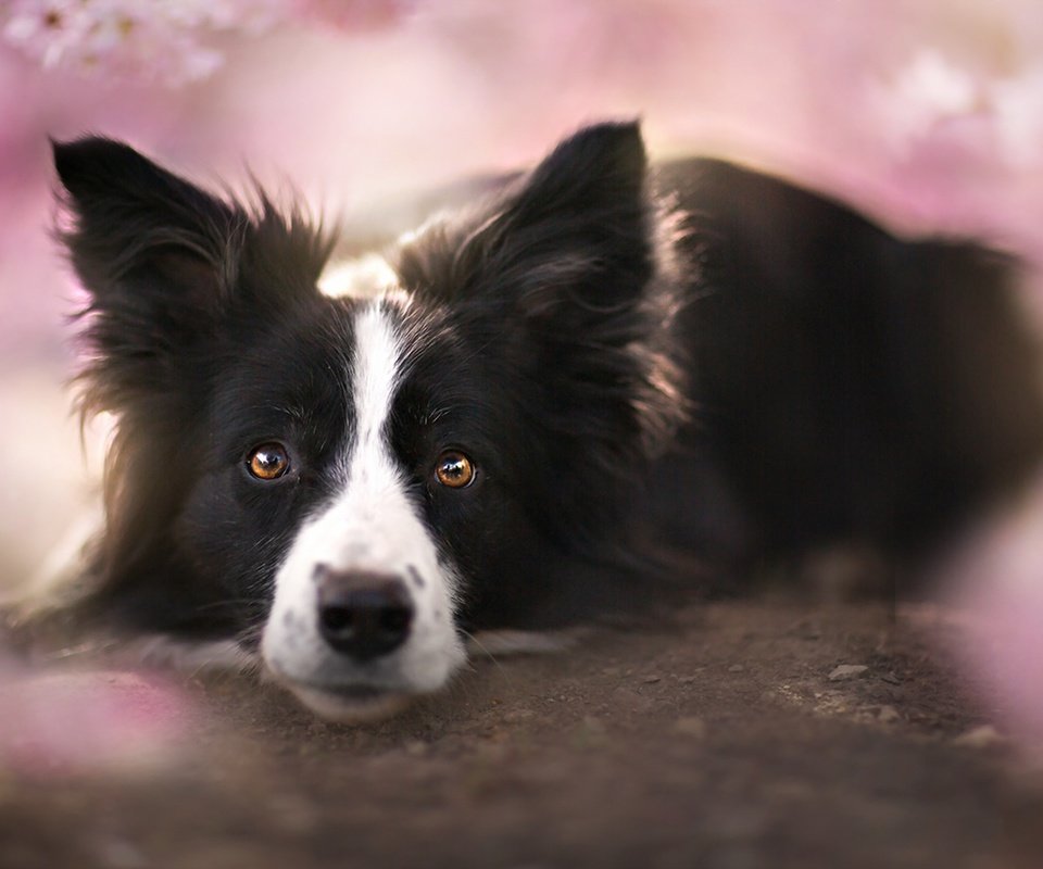 Обои взгляд, собака, друг, бордер-колли, look, dog, each, the border collie разрешение 1920x1209 Загрузить