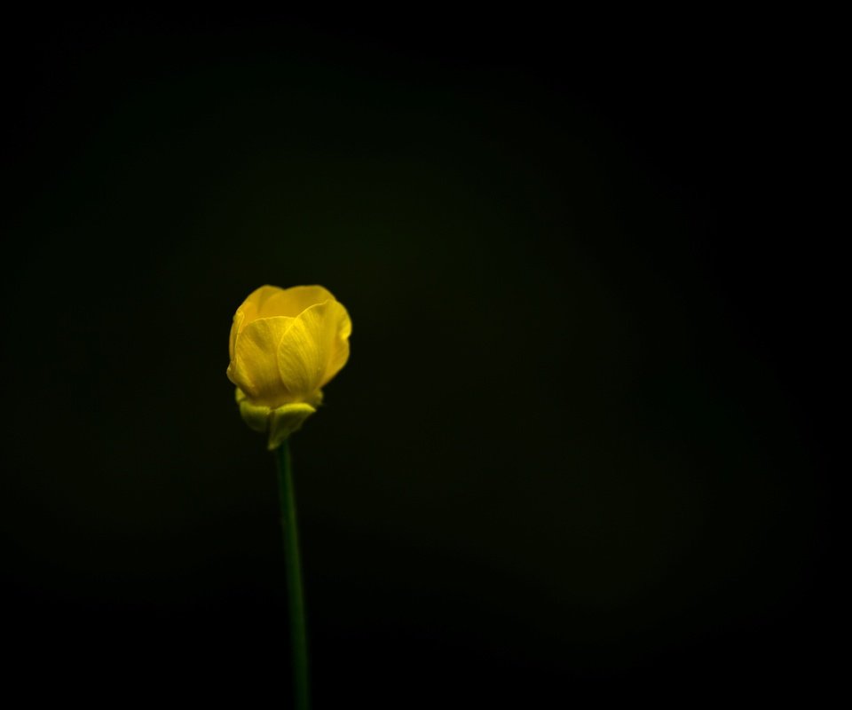 Обои природа, желтый, фон, цветок, черный, nature, yellow, background, flower, black разрешение 2597x1732 Загрузить