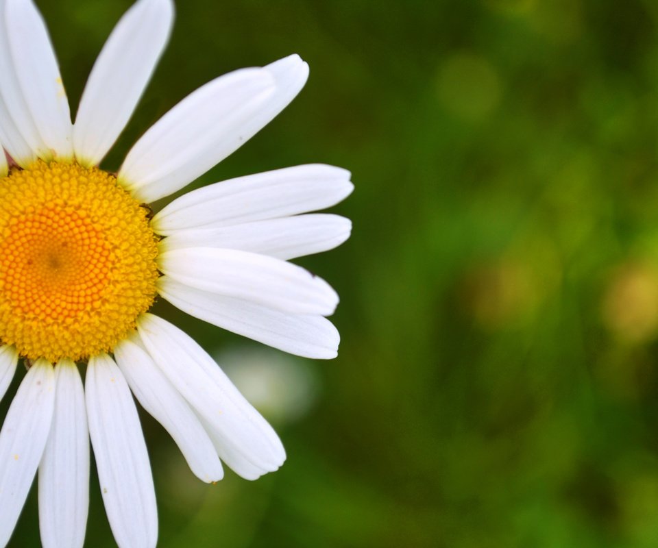 Обои природа, макро, фон, цветок, лепестки, ромашка, белые, боке, nature, macro, background, flower, petals, daisy, white, bokeh разрешение 4192x3072 Загрузить