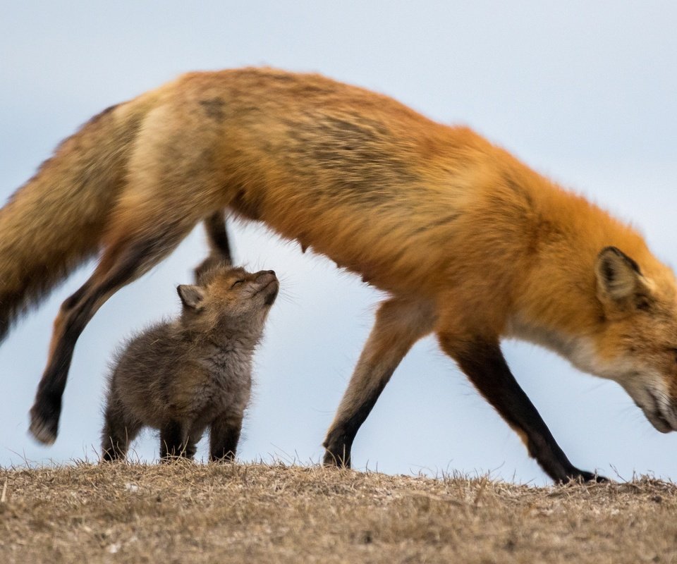 Обои трава, природа, лиса, лисица, сухая, лисенок, grass, nature, fox, dry разрешение 2590x1727 Загрузить