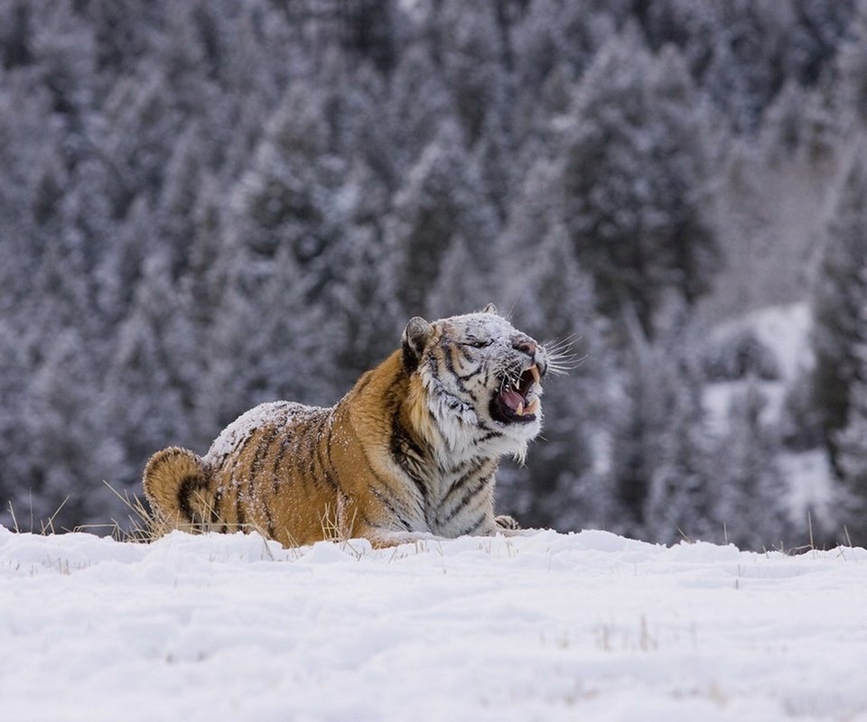 Обои тигр, снег, лес, зима, хищник, tiger, snow, forest, winter, predator разрешение 1920x1276 Загрузить