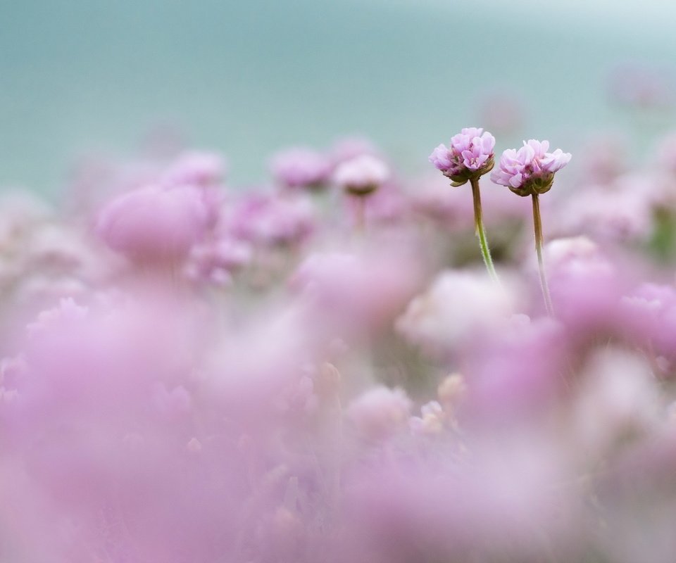 Обои цветы, поле, размытость, розовые, нежность, flowers, field, blur, pink, tenderness разрешение 2560x1696 Загрузить