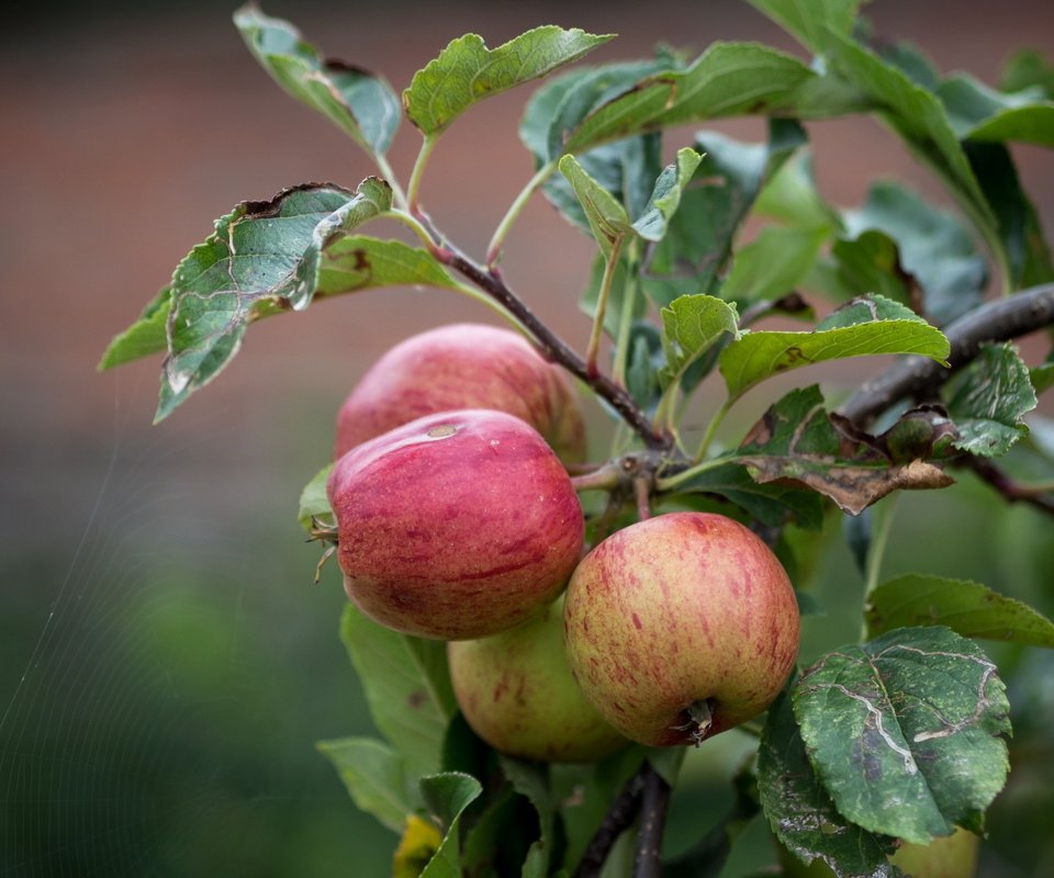 Обои природа, листья, ветки, яблоки, яблоня, nature, leaves, branches, apples, apple разрешение 2560x1600 Загрузить