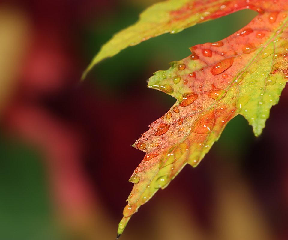 Обои природа, макро, капли, осень, лист, nature, macro, drops, autumn, sheet разрешение 1920x1200 Загрузить