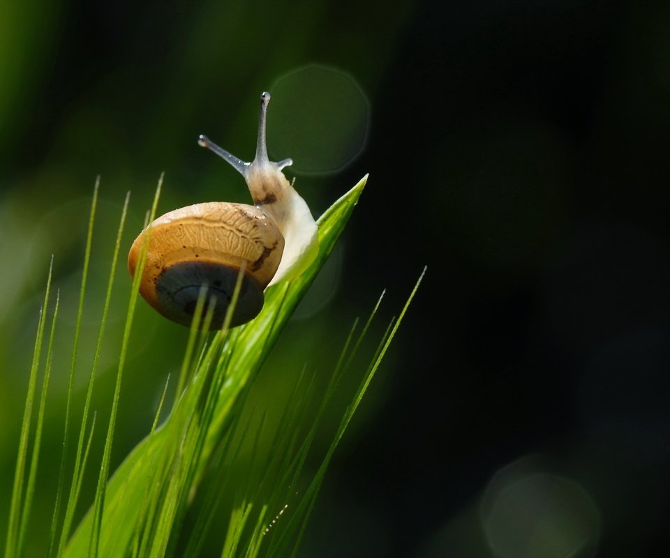 Обои трава, природа, макро, улитка, grass, nature, macro, snail разрешение 2560x1707 Загрузить