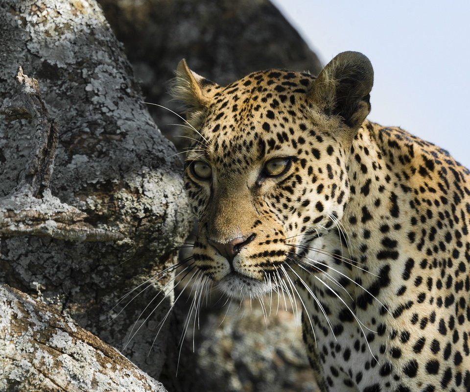 Обои морда, усы, взгляд, леопард, хищник, face, mustache, look, leopard, predator разрешение 2000x1335 Загрузить