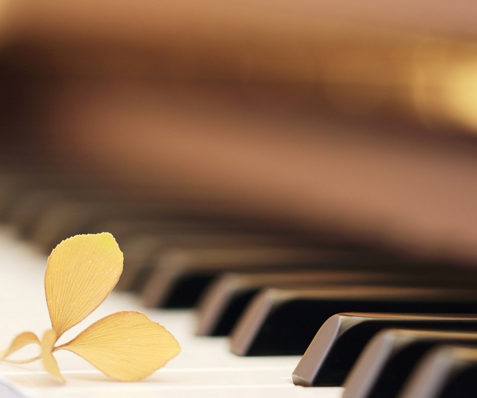 Обои макро, цветок, музыка, пианино, клавиши, macro, flower, music, piano, keys разрешение 2573x1716 Загрузить