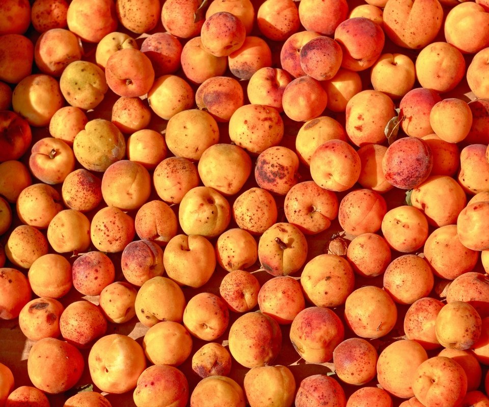 Обои фрукты, много, плоды, абрикосы, спелые, fruit, a lot, apricots, ripe разрешение 1920x1280 Загрузить