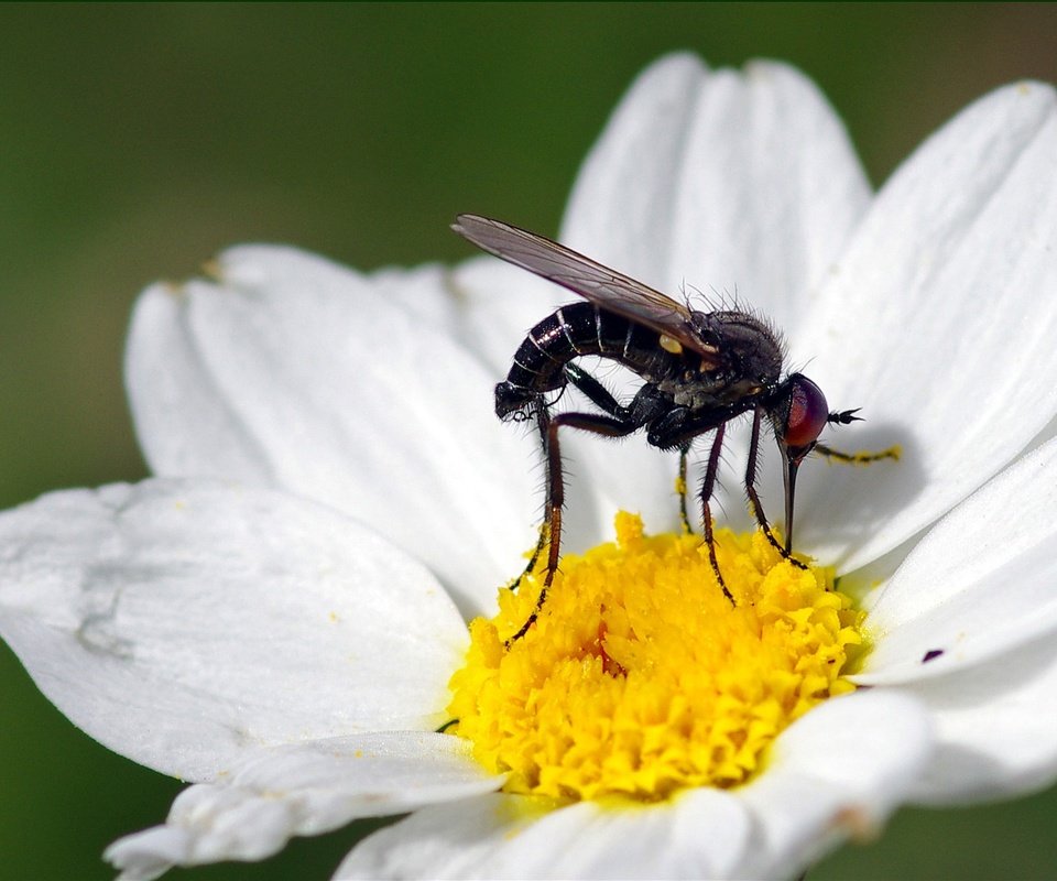 Обои макро, насекомое, цветок, белый, муха, ziva & amir, macro, insect, flower, white, fly разрешение 1994x1406 Загрузить