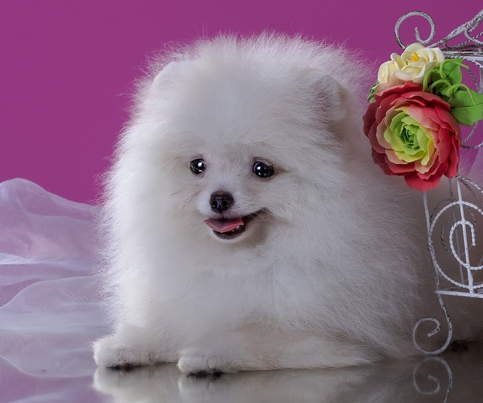 Обои цветы, пушистый, белый, собака, щенок, шпиц, flowers, fluffy, white, dog, puppy, spitz разрешение 2100x1333 Загрузить