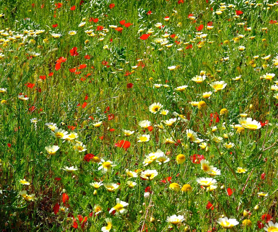 Обои цветы, трава, поле, маки, луг, ромашки, flowers, grass, field, maki, meadow, chamomile разрешение 2048x1369 Загрузить