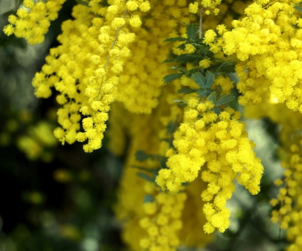 Обои цветы, макро, весна, пушистые, желтые, мимоза, flowers, macro, spring, fluffy, yellow, mimosa разрешение 2048x1361 Загрузить