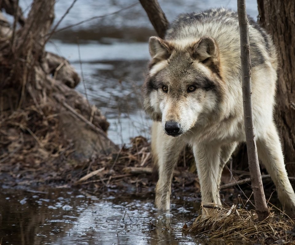 Обои морда, вода, дерево, хищник, волк, face, water, tree, predator, wolf разрешение 2048x1365 Загрузить