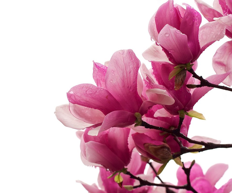 Обои цветы, ветка, макро, капли, лепестки, магнолия, магнолии, flowers, branch, macro, drops, petals, magnolia разрешение 2048x1401 Загрузить