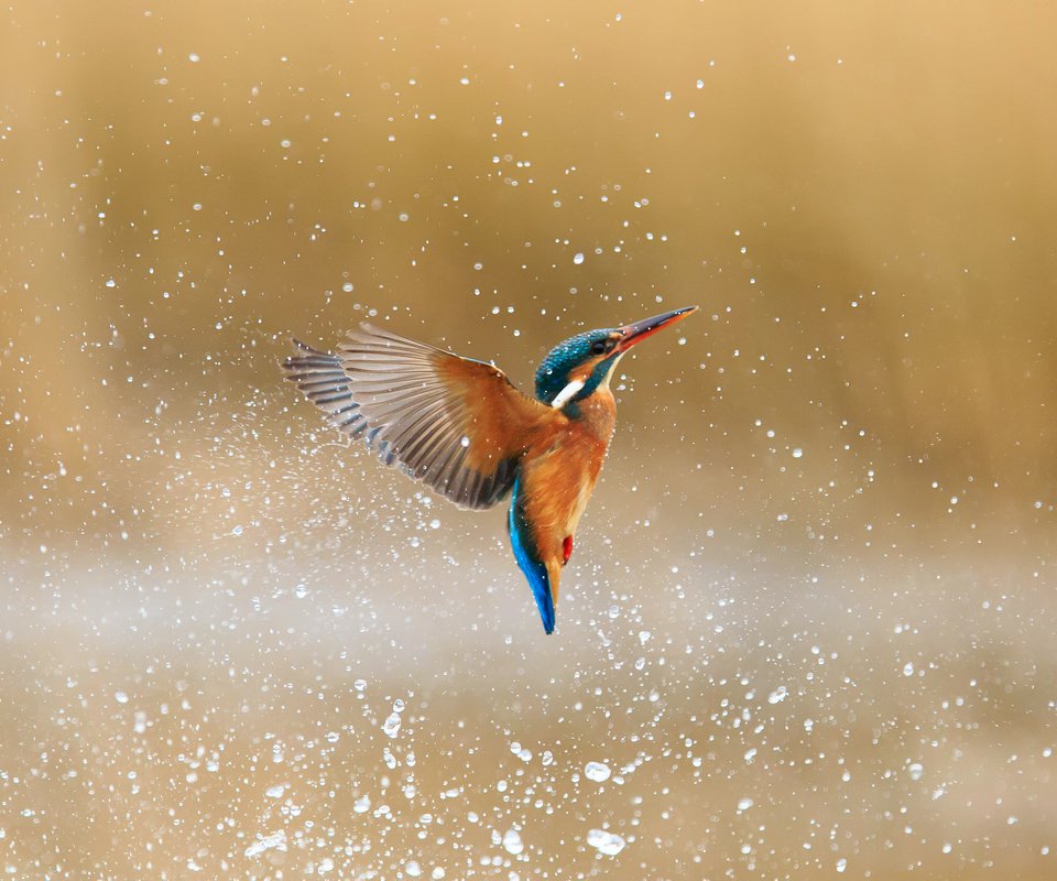 Обои вода, капли, брызги, птица, зимородок, обыкновенный зимородок, alcedo atthis, water, drops, squirt, bird, kingfisher, common kingfisher разрешение 2048x1479 Загрузить