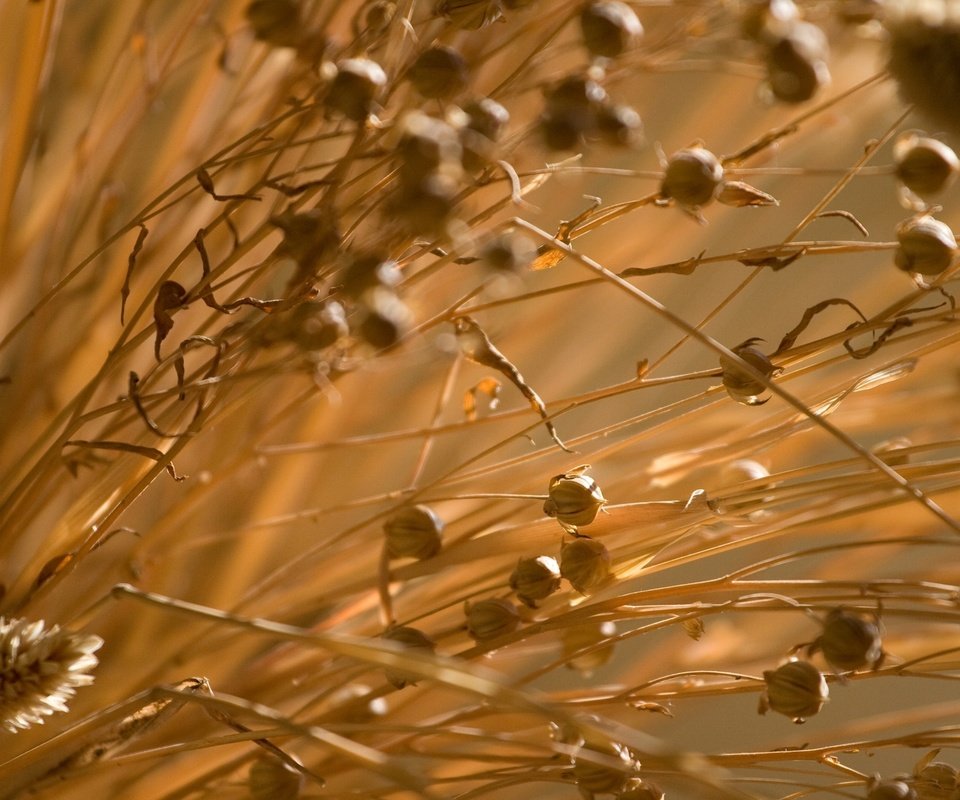 Обои трава, природа, растения, макро, поле, стебли, сухая, grass, nature, plants, macro, field, stems, dry разрешение 2560x1579 Загрузить