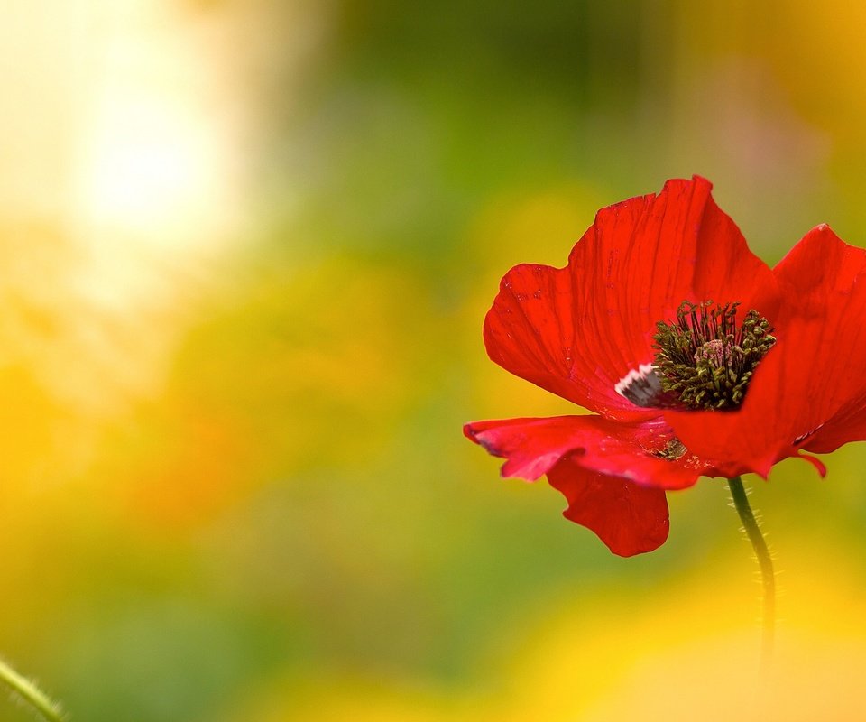 Обои макро, цветок, красный, мак, macro, flower, red, mac разрешение 2048x1151 Загрузить