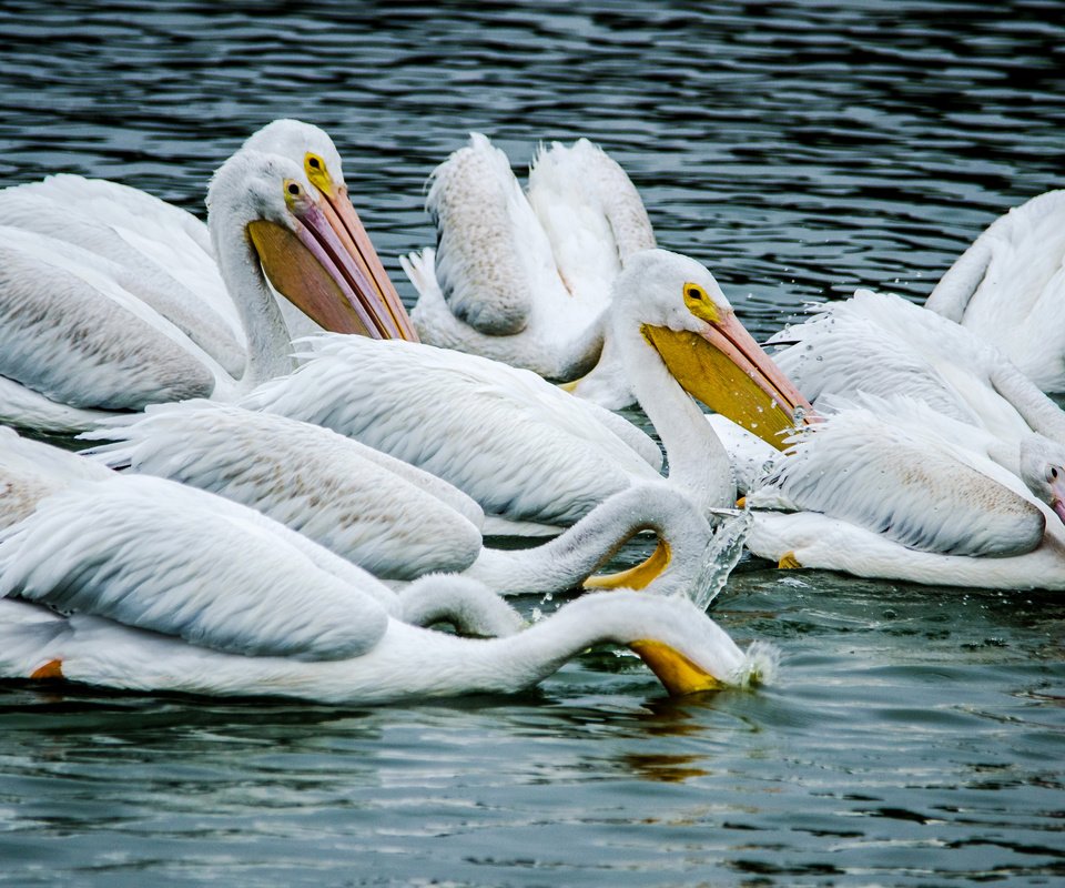 Обои вода, птицы, пеликан, пеликаны, птаха, water, birds, pelican, pelicans, bird разрешение 2950x1900 Загрузить