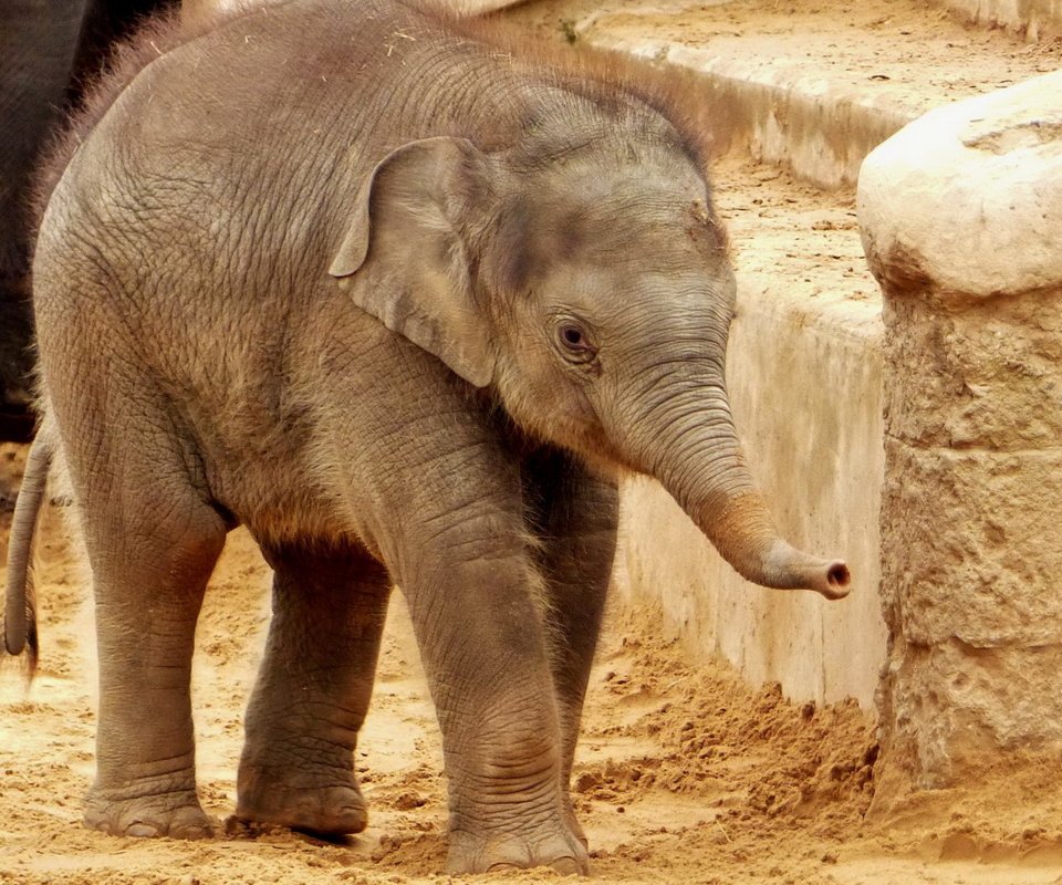 Обои слон, хобот, слоненок, elephant, trunk разрешение 1920x1280 Загрузить