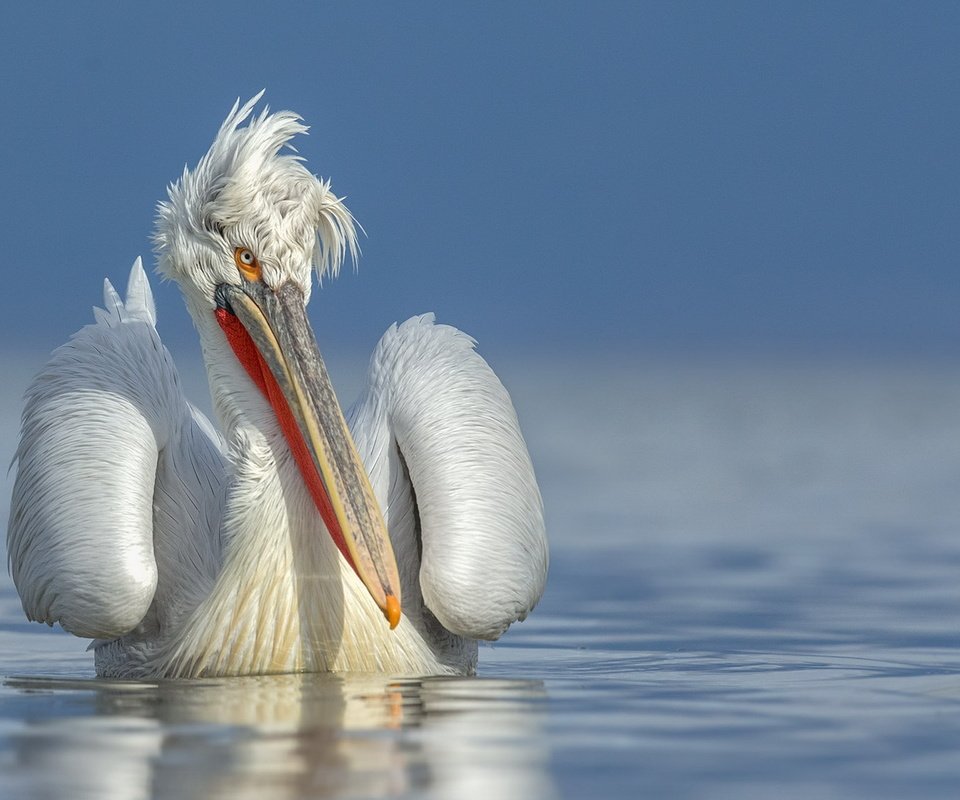 Обои вода, природа, птица, клюв, перья, пеликан, water, nature, bird, beak, feathers, pelican разрешение 1920x1200 Загрузить