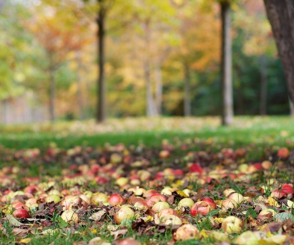 Обои дерево, фрукты, яблоки, осень, урожай, tree, fruit, apples, autumn, harvest разрешение 2048x1356 Загрузить