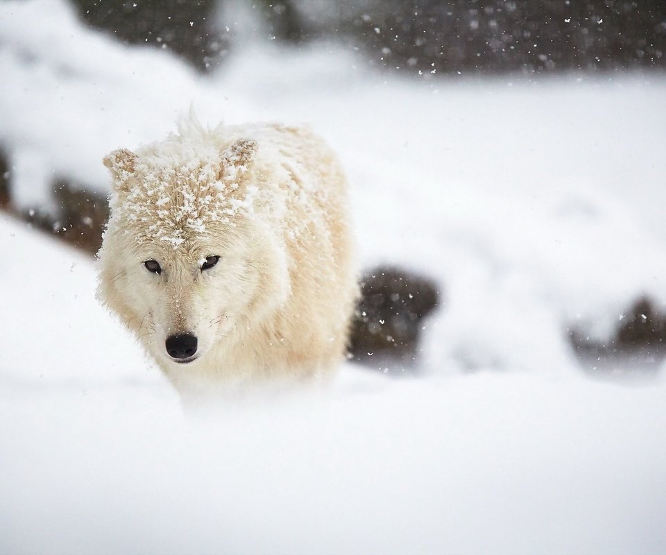 Обои снег, зима, белый, животное, волк, арктический волк, snow, winter, white, animal, wolf, arctic wolf разрешение 1920x1280 Загрузить