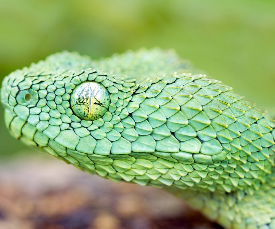 Обои змея, ядовитая змея, https://wallbox.ru/animals/macro-snake-black-background-scales-reptile-w171228, глаз, зеленая, чешуя, голова, древесная, гадюка, : змея, snake, eyes, green, scales, head, wood, viper, : snake разрешение 1920x1200 Загрузить