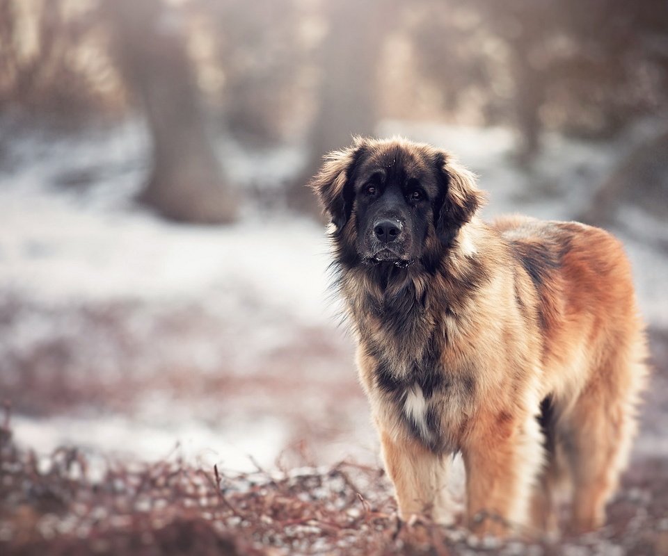 Обои природа, взгляд, собака, размытость, кавказская овчарка, nature, look, dog, blur, the caucasian shepherd dog разрешение 1920x1200 Загрузить