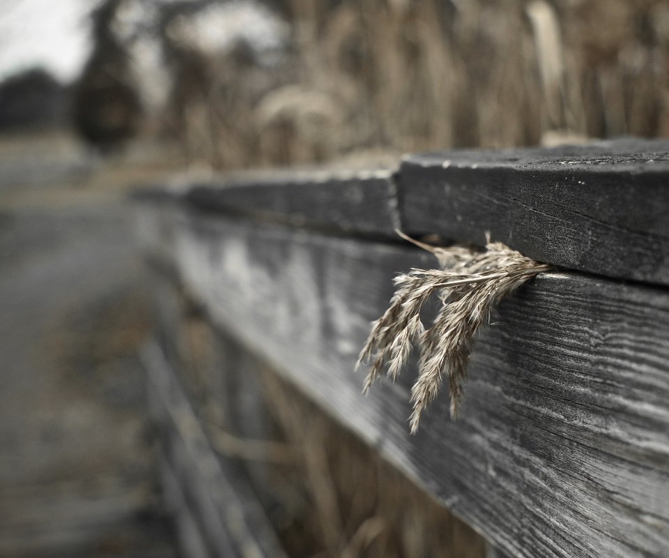 Обои трава, макро, забор, сухая, деревянный, grass, macro, the fence, dry, wooden разрешение 2560x1600 Загрузить