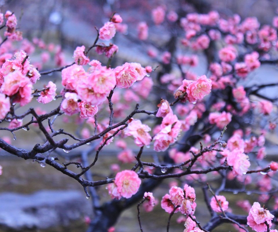 Обои цветы, вода, капли, япония, киото, весна, императорский сад, flowers, water, drops, japan, kyoto, spring, imperial garden разрешение 2048x1365 Загрузить