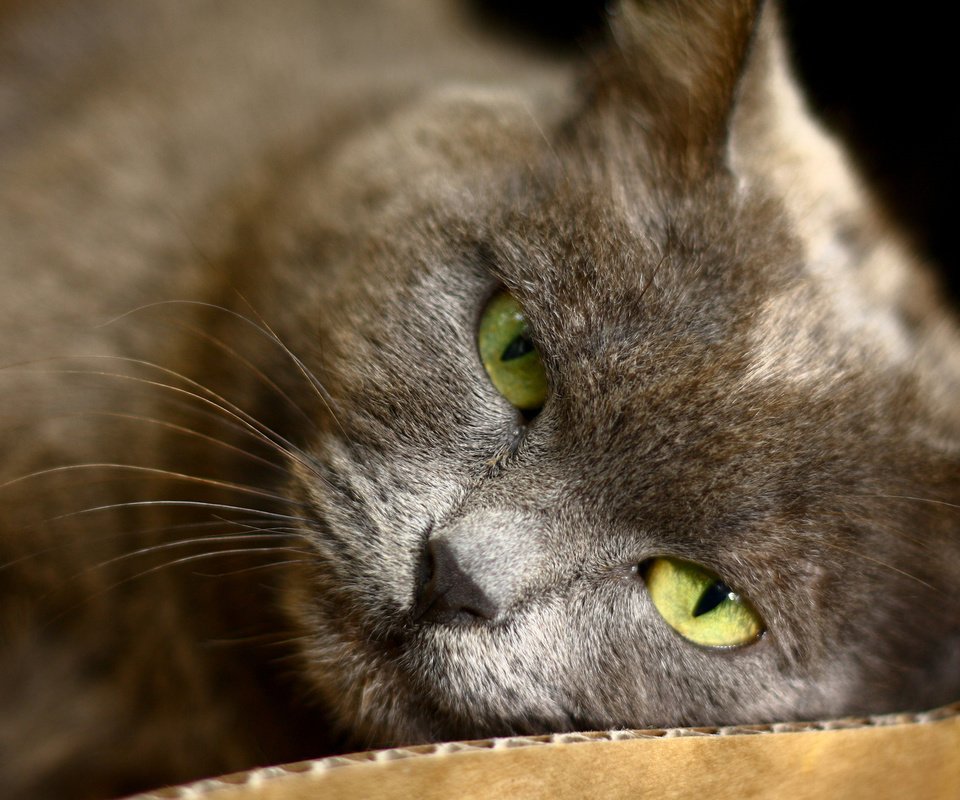 Обои глаза, кот, кошка, лежит, серый, зеленые, eyes, cat, lies, grey, green разрешение 1920x1200 Загрузить