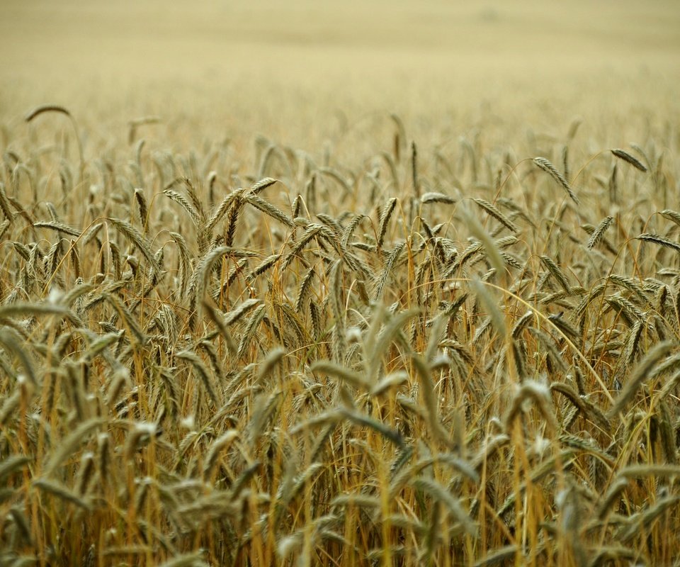 Обои поле, колосья, пшеница, стебли, field, ears, wheat, stems разрешение 1920x1275 Загрузить