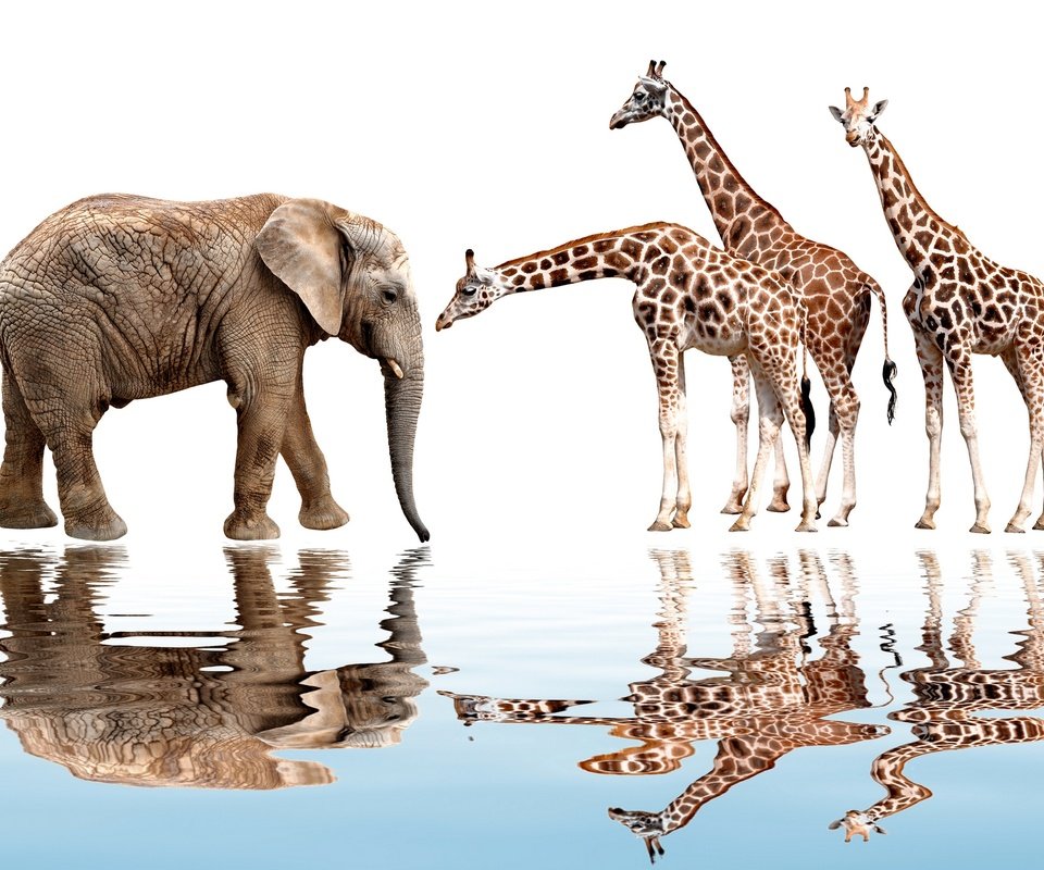 Обои отражение, животные, слон, белый фон, жираф, reflection, animals, elephant, white background, giraffe разрешение 1920x1417 Загрузить