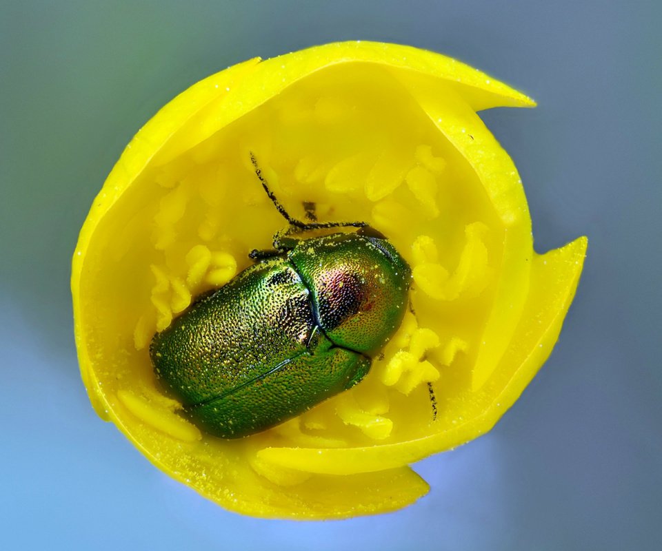 Обои желтый, жук, макро, насекомое, цветок, тюльпан, майский жук, yellow, beetle, macro, insect, flower, tulip, chafer разрешение 2560x1600 Загрузить