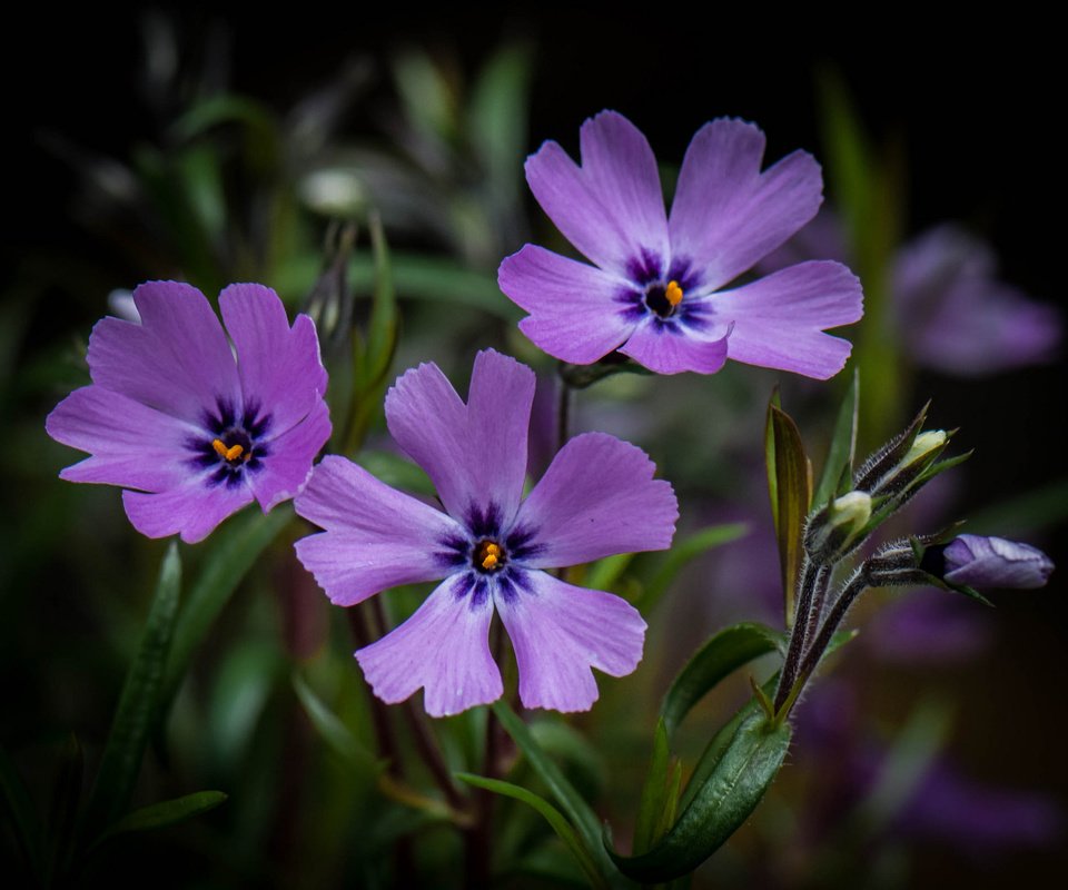 Обои цветы, макро, фон, сиреневые, flowers, macro, background, lilac разрешение 2048x1591 Загрузить