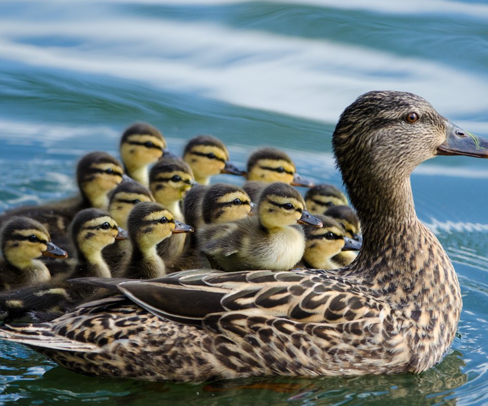 Обои вода, птицы, утята, утка, птенцы, кряква, water, birds, ducklings, duck, chicks, mallard разрешение 4319x2861 Загрузить